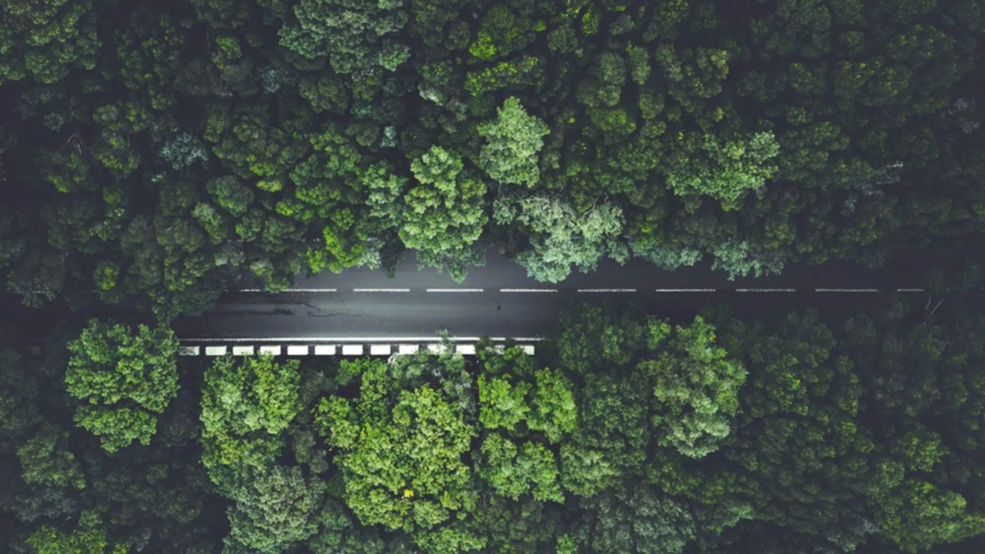 Une vue aérienne montre une route étroite qui serpente à travers une forêt dense et luxuriante.